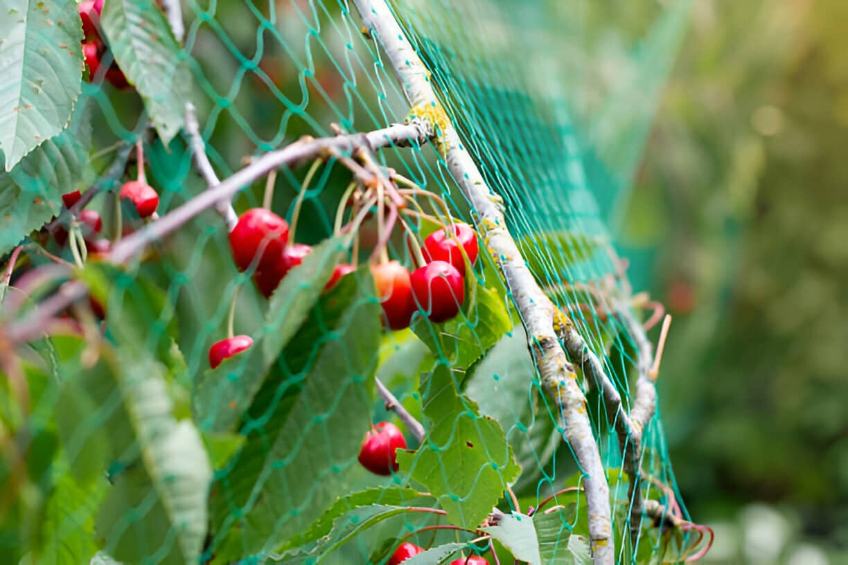 Netting fruit trees-1