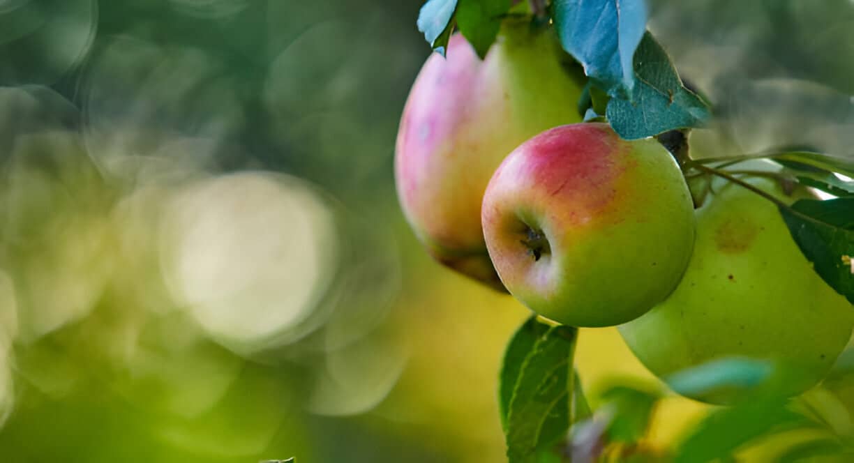 Netting fruit trees-2