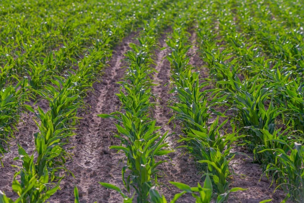 Soil moisture sensors for agricultural irrigation-3