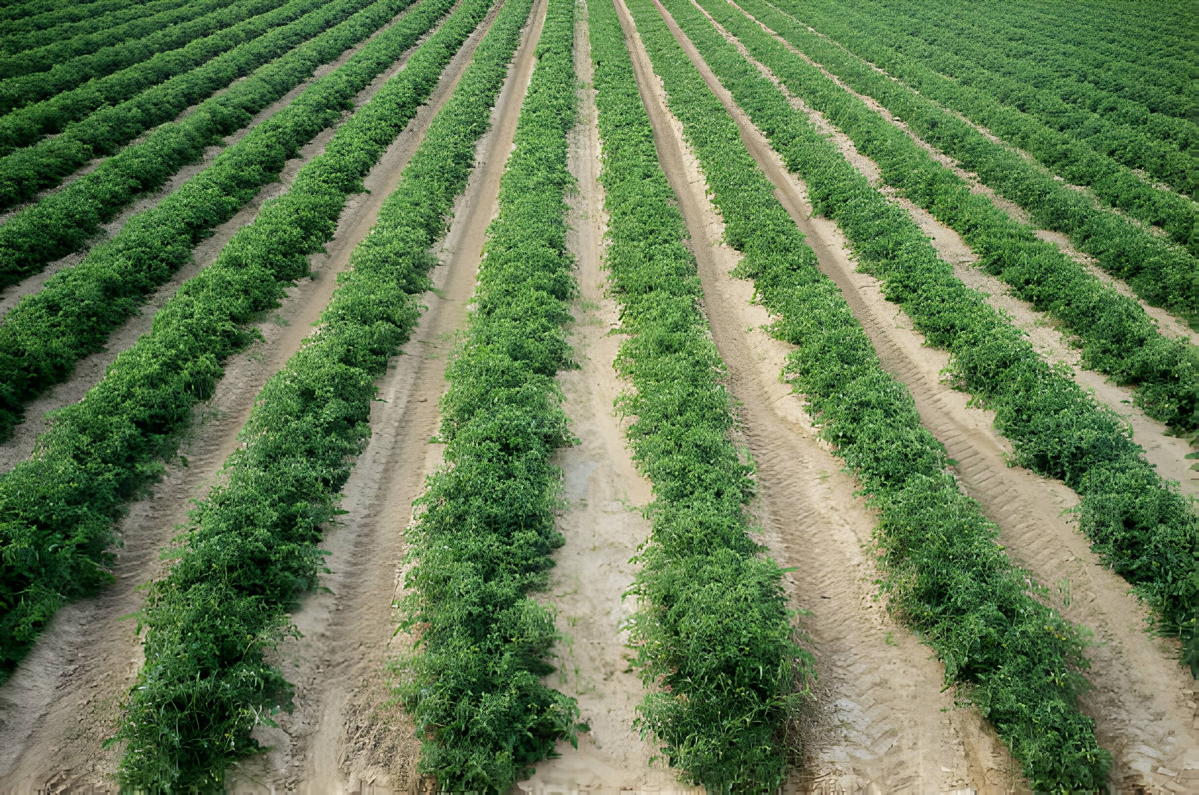 Strip irrigation method-1